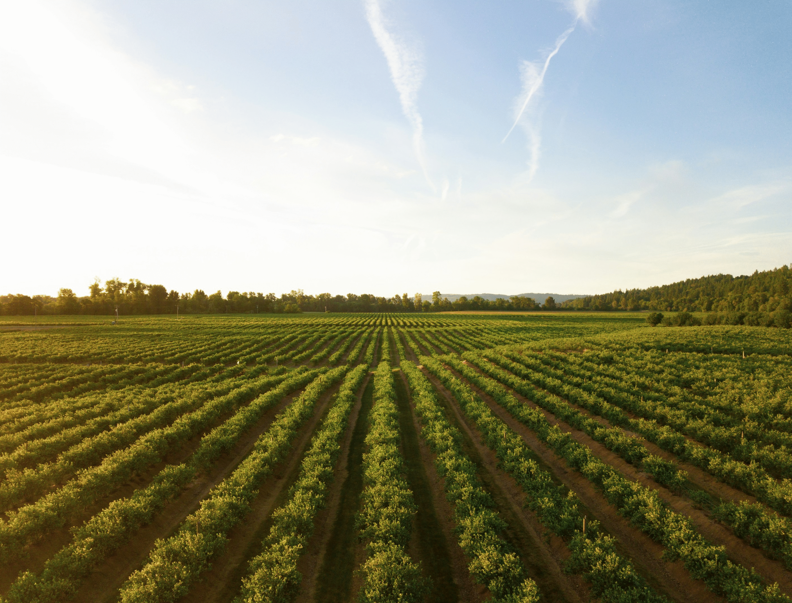 Soybean farmland in Brazil
